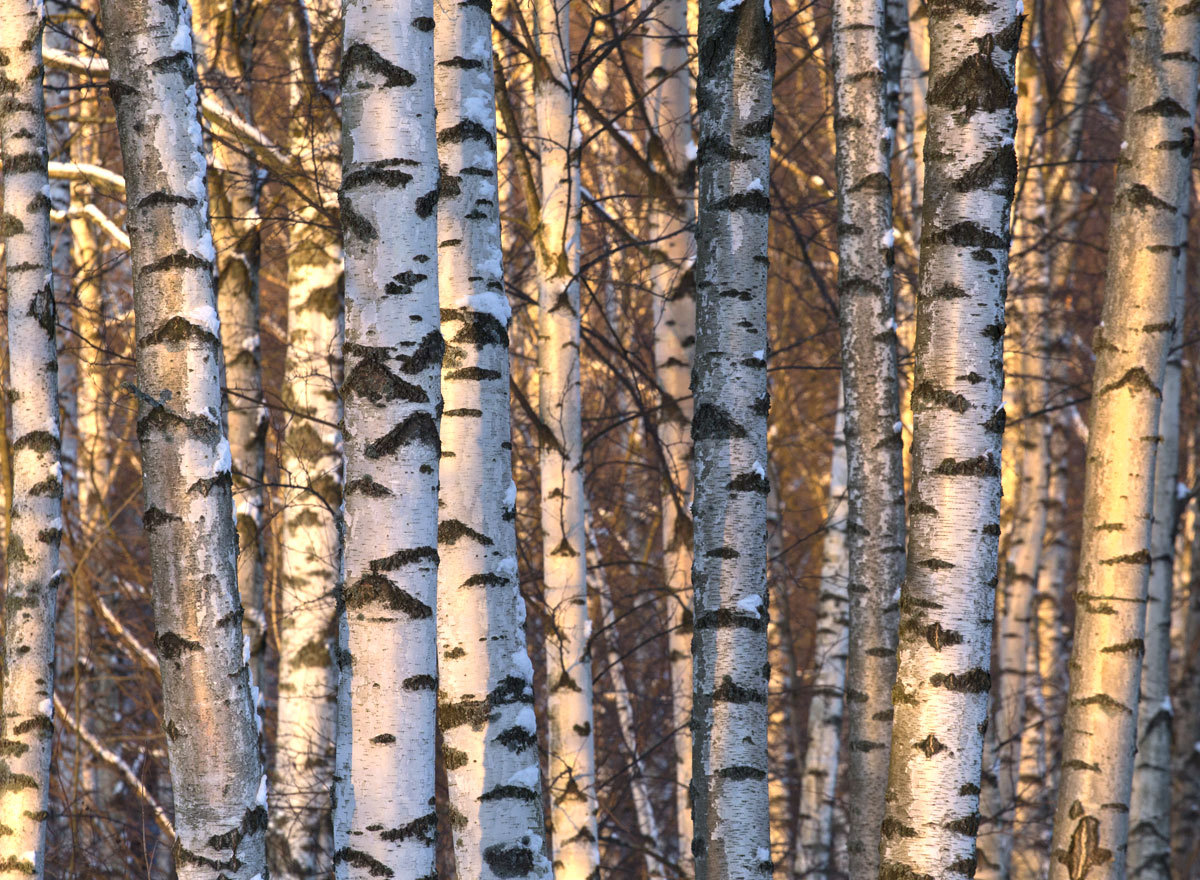 A birch forest in winter, lit up by warm afternoon sunlight.