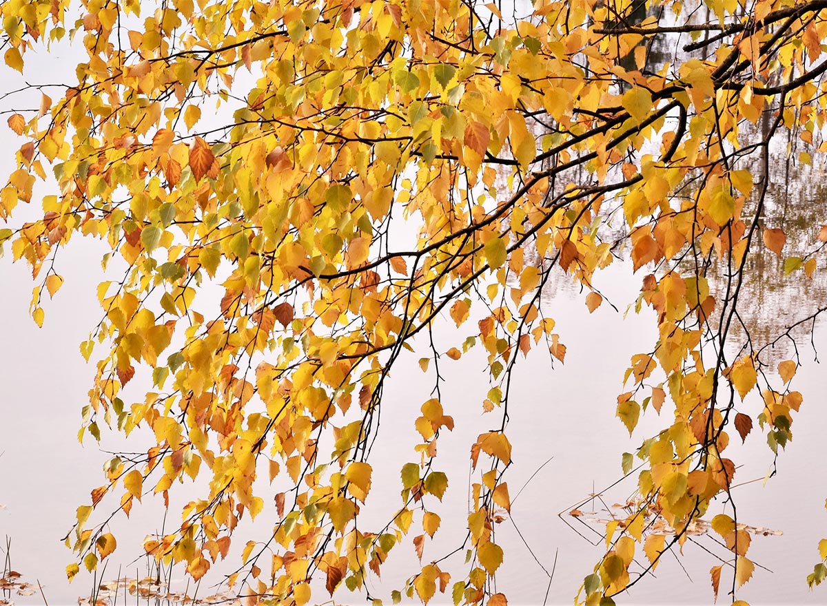 Ein Birkenast mit gelben Blättern. 