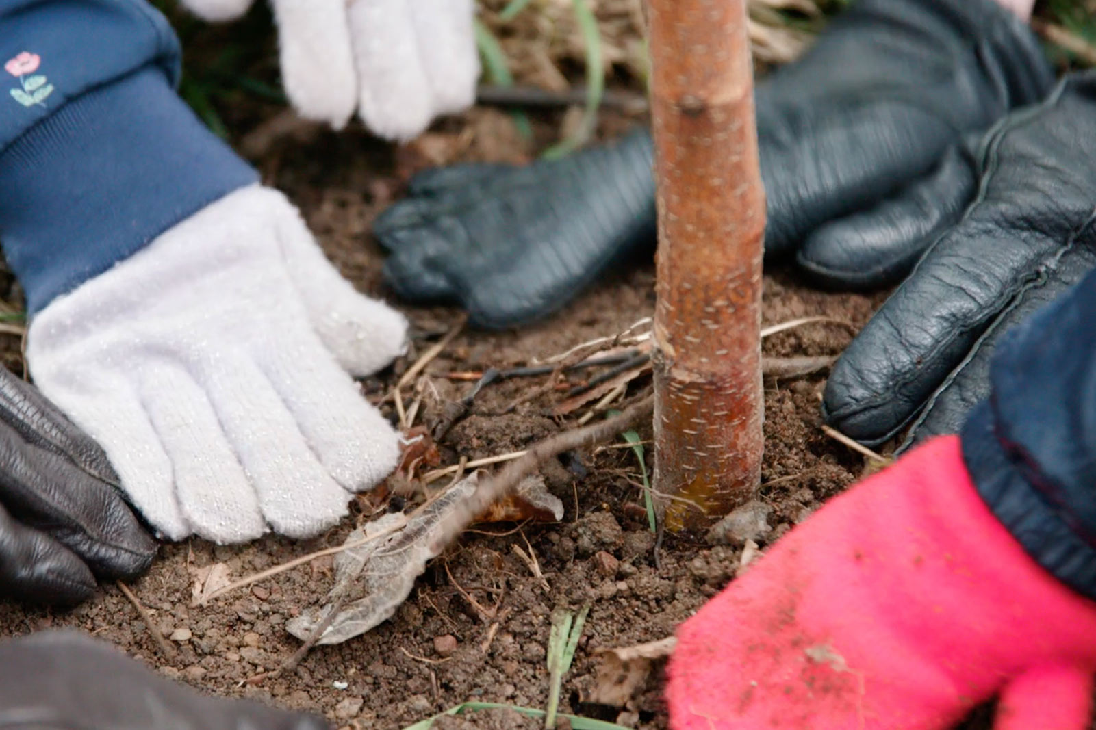 Eine Nahaufnahme der Hände, die Erde fest drücken, um einen Baum einzupflanzen.