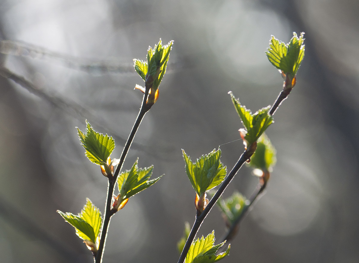 Zwei Birkenzweige mit jungen Blättern in hellem Sonnenlicht. Ein weiterer ist im verschwommenen Hintergrund erkennbar.