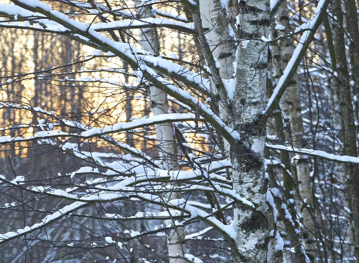 Blätterlose Birkenbäume mit Schnee auf den Ästen. Warmes Nachmittagssonnenlicht im Hintergrund.