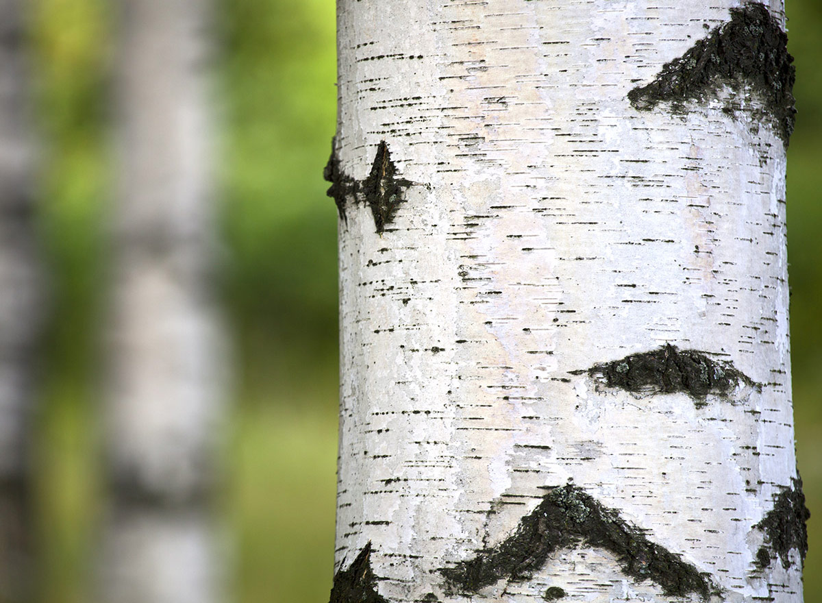 Nahaufnahme der Rinde einer Birke im Sommer mit einem finnischen Wald im Hintergrund.