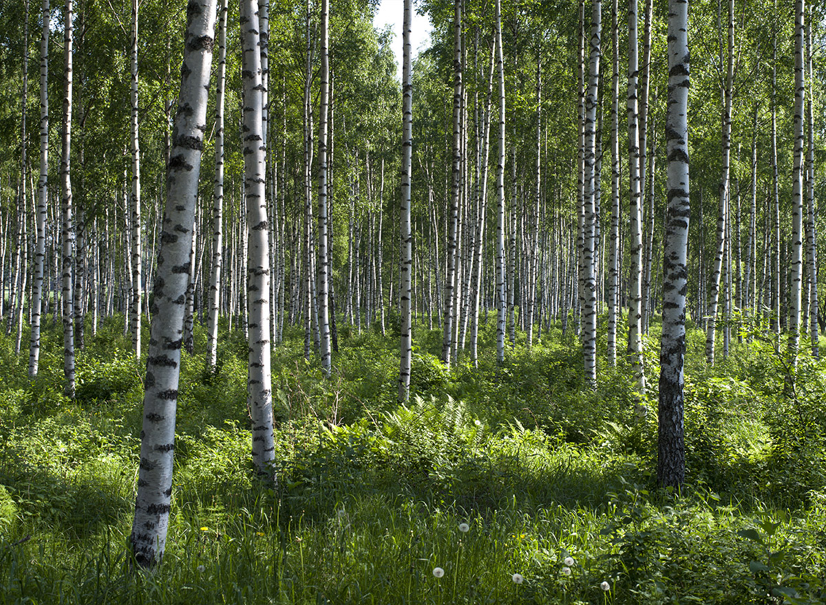 A birch forest lit up by sunlight in the summertime. Grass, small bushes and dandelions on the bottom half.