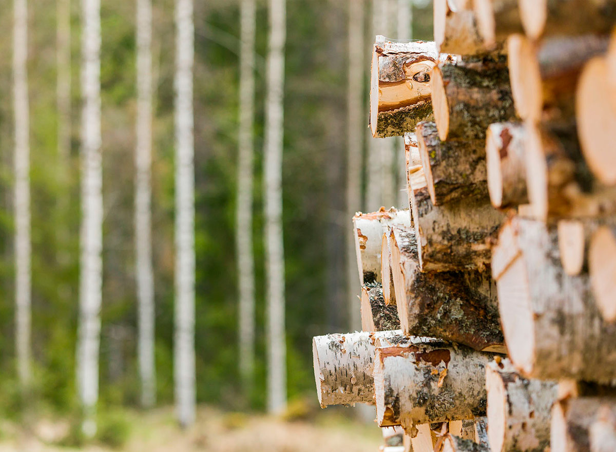 A pile of birch logs.